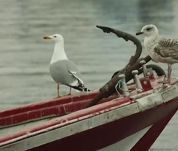 Gasthuis Nuevo Norat Sanxenxo